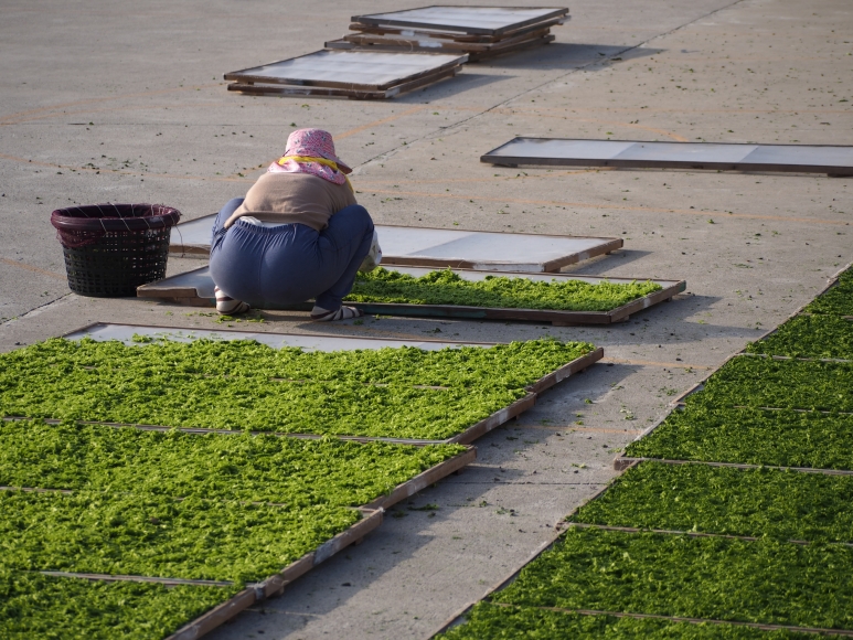 靠海吃海-春天的綠金
